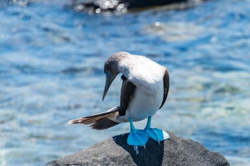 Ilhas Galápagos