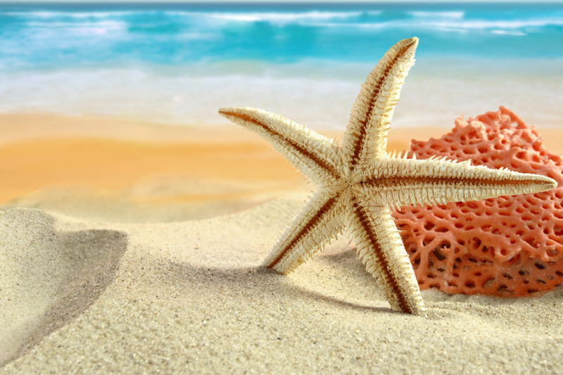 Estrela do mar